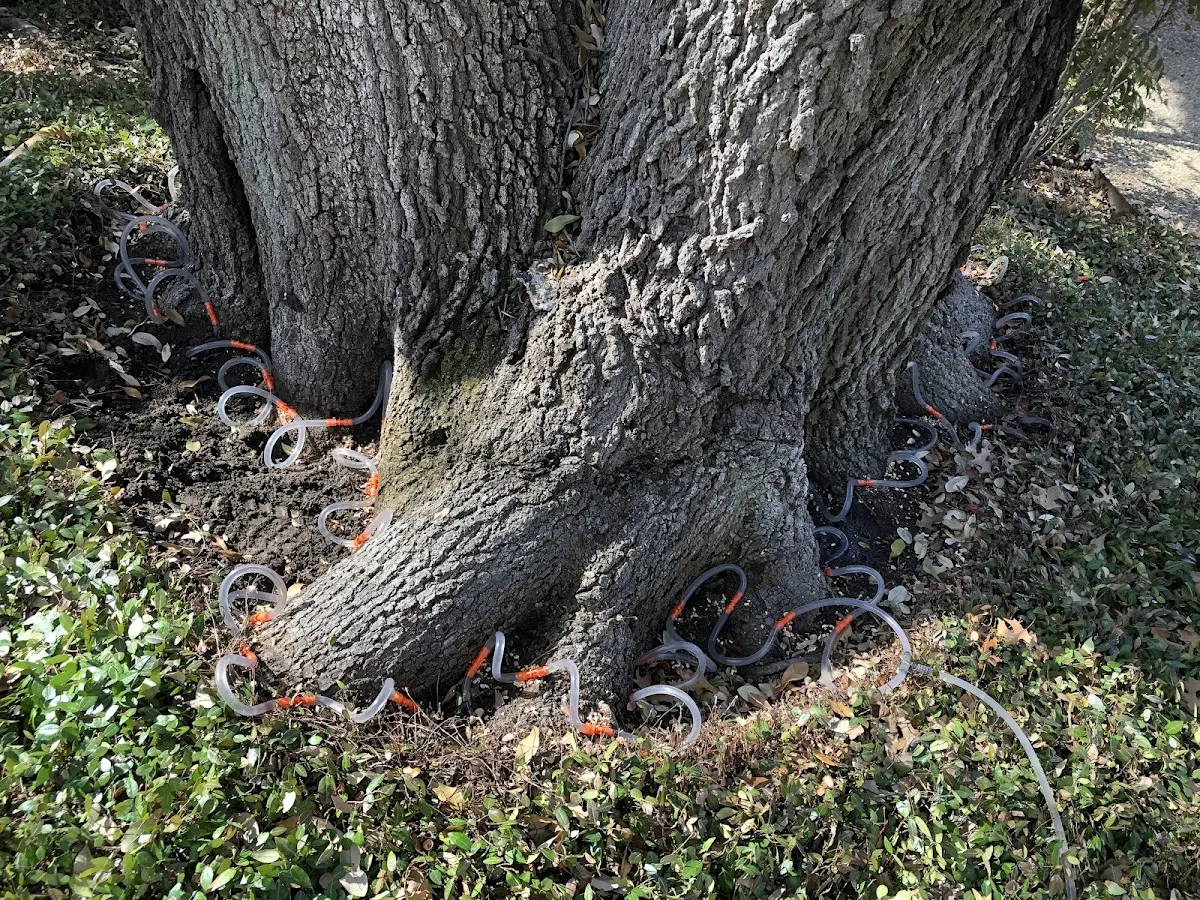 Detailed Tree Cabling and Bracing job site in Lake Park